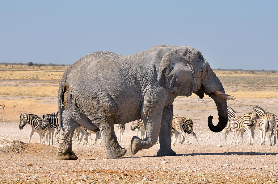 Wildlife Photograph - Walking Elephant by Grobler Du Preez