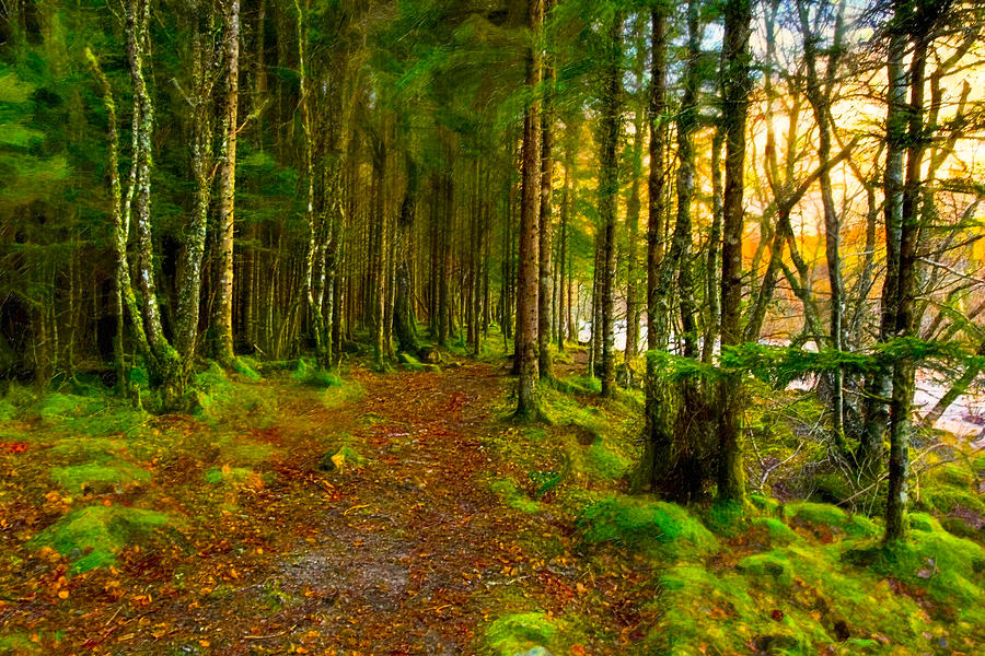 Walking In A Scottish Highland Wood Photograph by Mark Tisdale