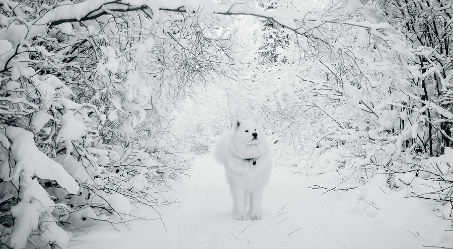 Walking in a Winter Wonderland Photograph by Valerie Pond