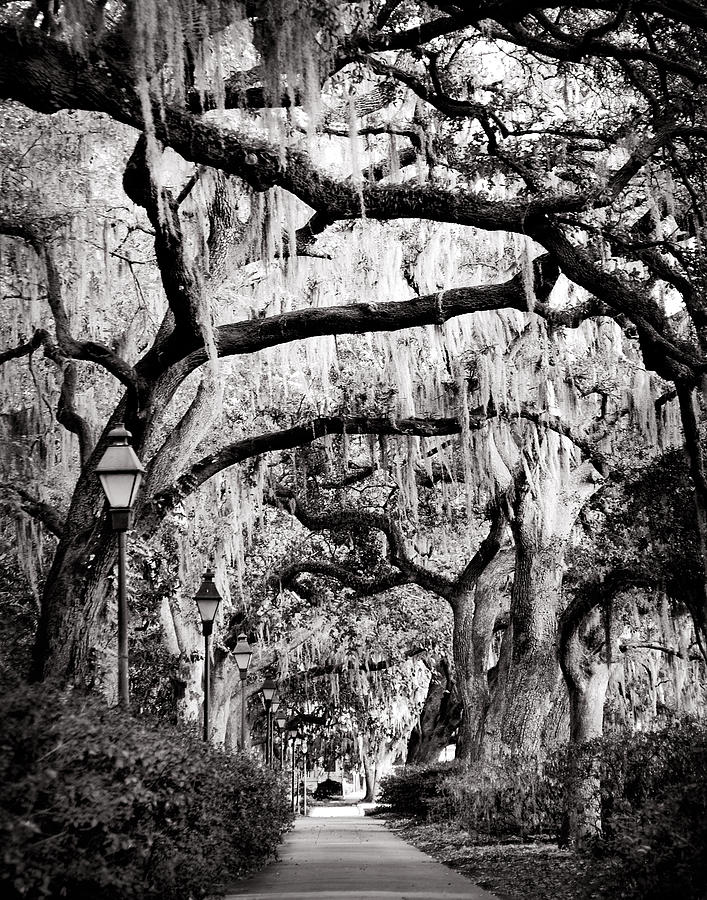 Walking in Forsyth Park in Black and White by Val Stone Creager Walking in Forsyth Park in Black and White by Val Stone Creager