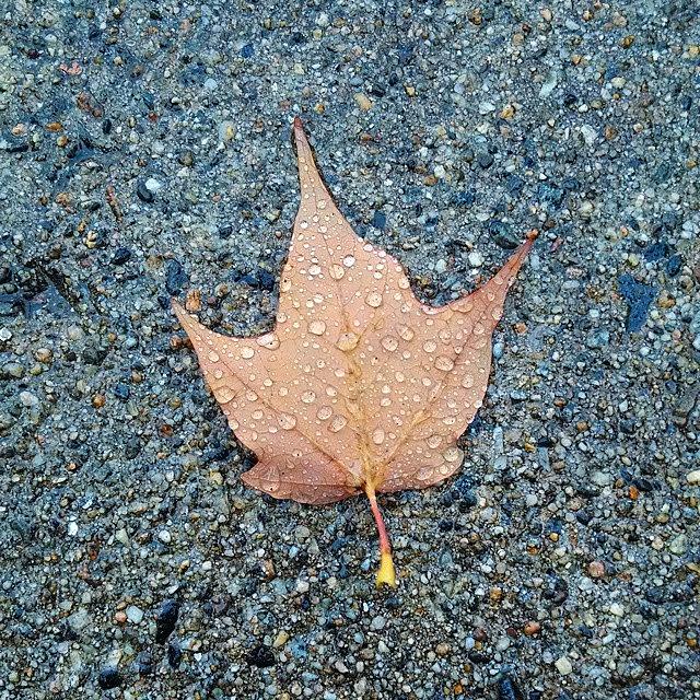 Fall Photograph - Walking In The Rain by Melissa Yosua-Davis