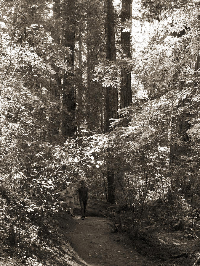 Walking in the Redwoods 1 Photograph by Mike McGlothlen
