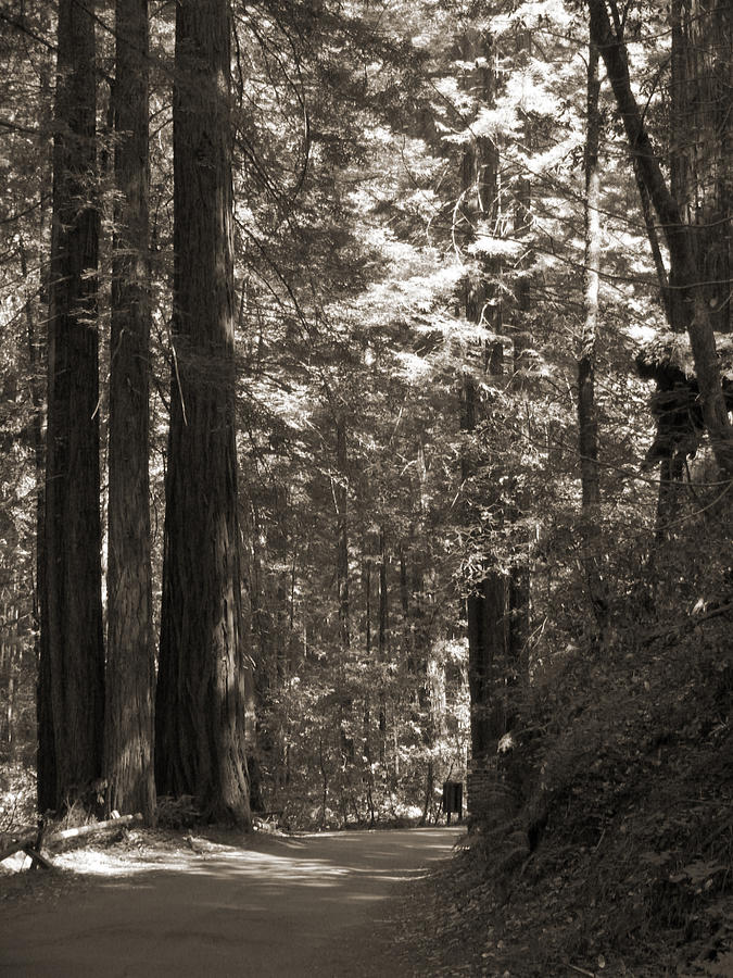 Redwood Tree Photograph - Walking in the Redwoods 2 by Mike McGlothlen