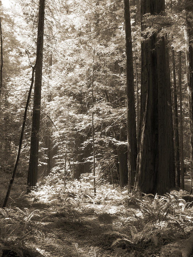 Redwood Tree Photograph - Walking in the Redwoods 3 by Mike McGlothlen