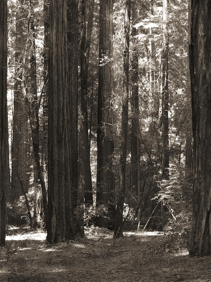 Redwood Tree Photograph - Walking in the Redwoods 4 by Mike McGlothlen