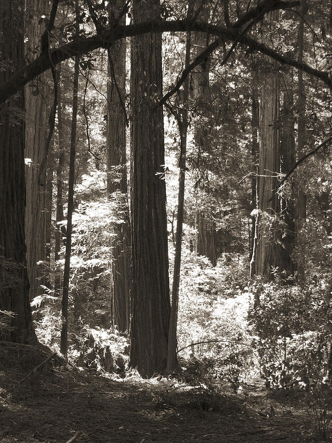 Redwood Tree Photograph - Walking in the Redwoods 5 by Mike McGlothlen