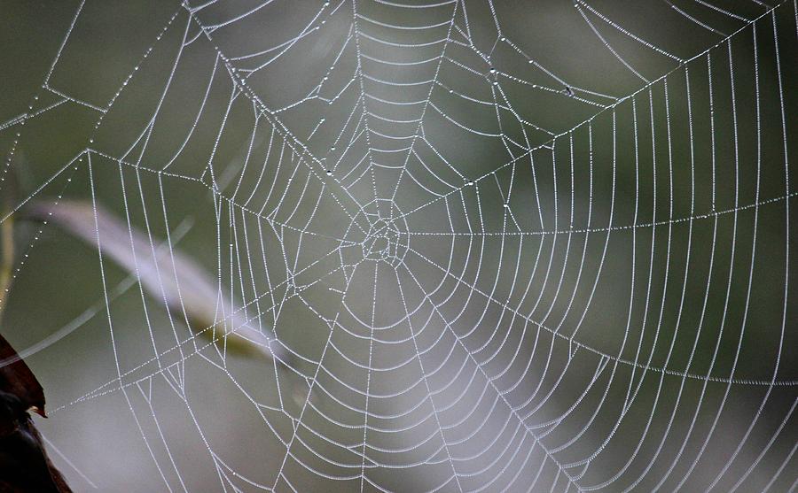Spiderwebs Photograph - Walking Into Spiderwebs by Joel Rams