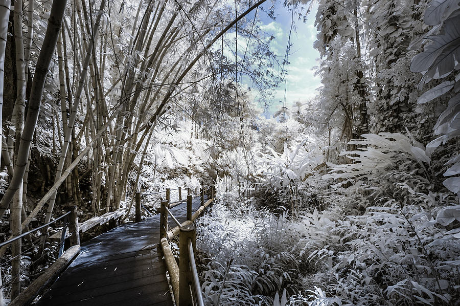 Paradise Photograph - Walking Into the Infrared Jungle 2 by Jason Chu
