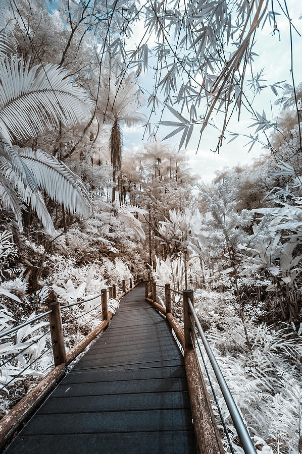 Walking Into the Infrared Jungle 3 Photograph by Jason Chu