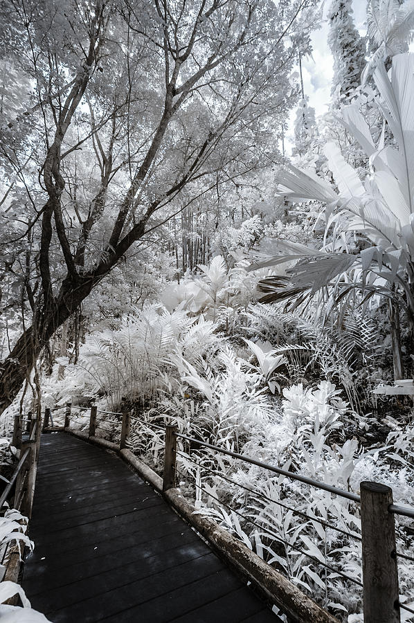 Walking Into the Infrared Jungle 4 Photograph by Jason Chu