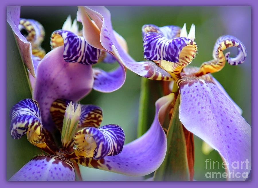 Iris Photograph - Walking Iris Dream by Carol Groenen