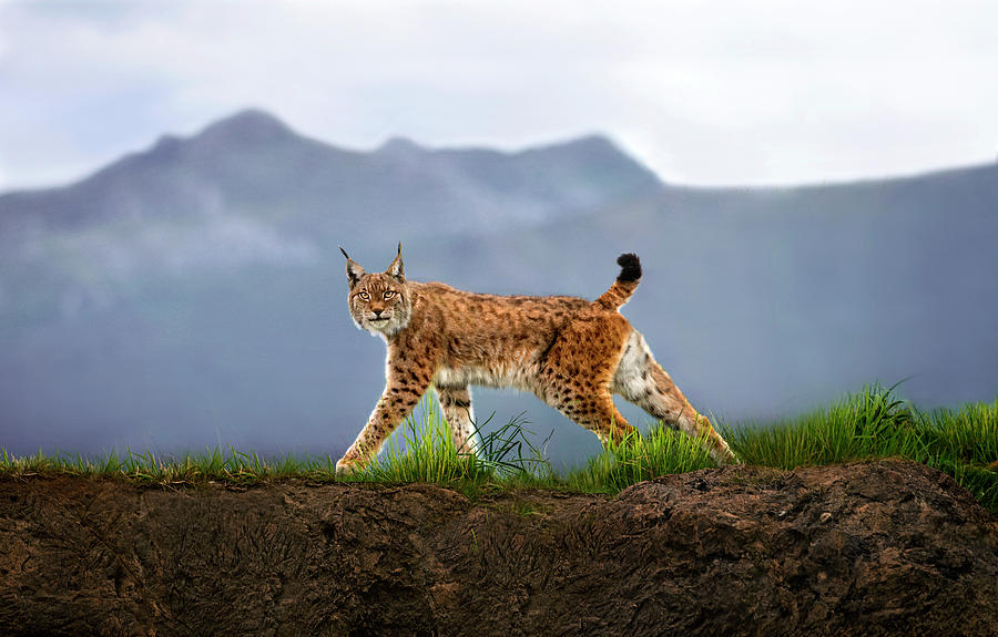 Animal Photograph - Walking Lynx by Xavier Ortega