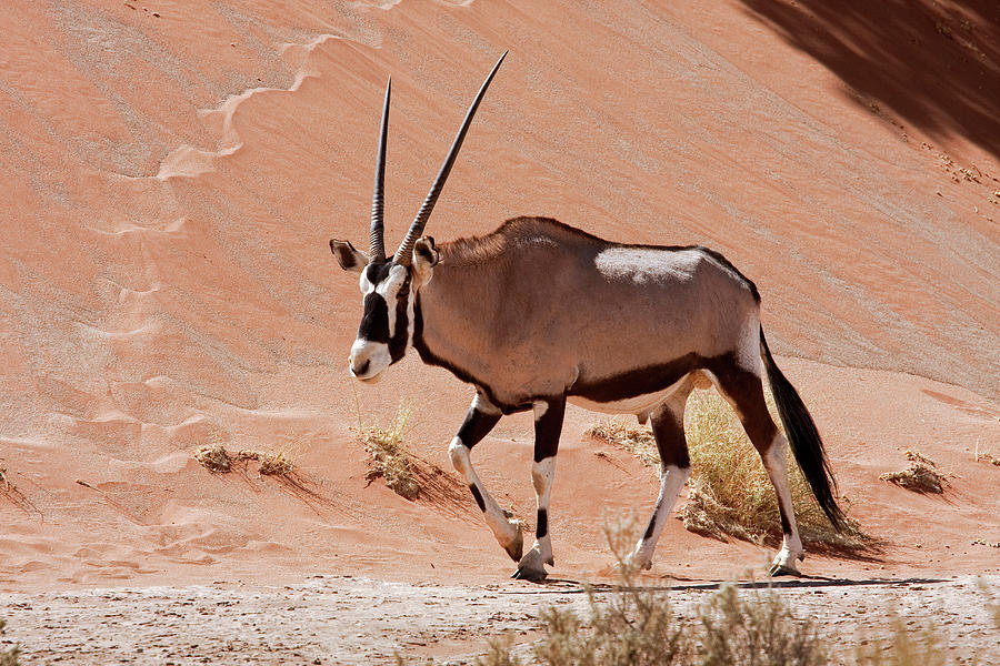 Ostrich Photograph - Walking Male Oryx (oryx Gazella by Jaynes Gallery