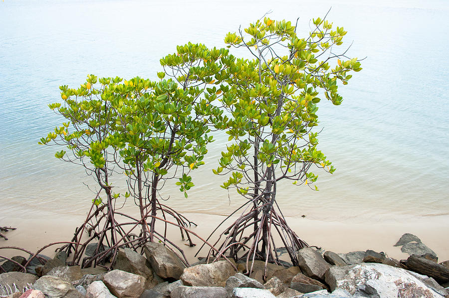 Walking Mangroves Photograph by Harry Spitz