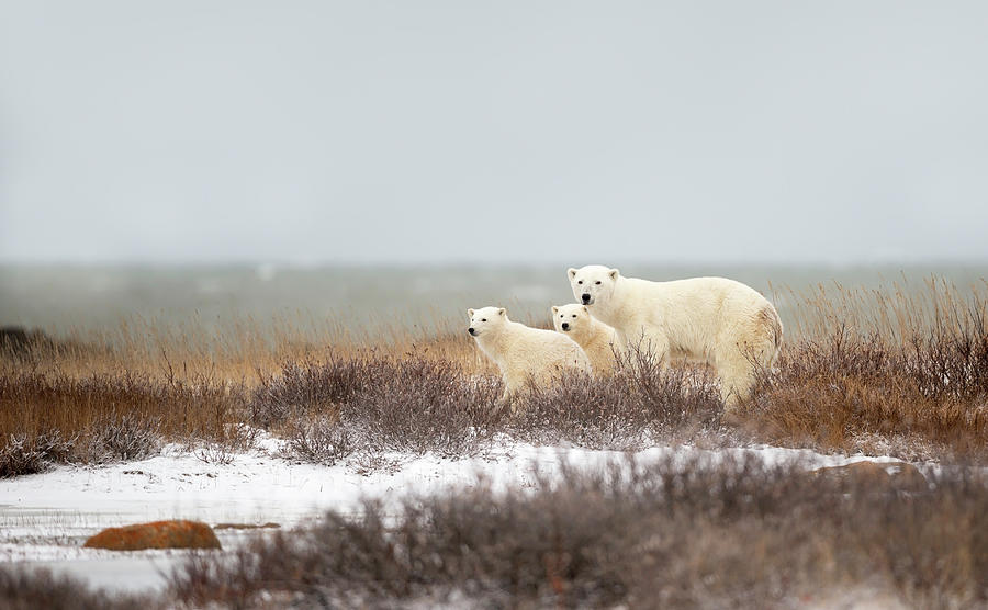 Bear Photograph - Walking On The Shore by Marco Pozzi