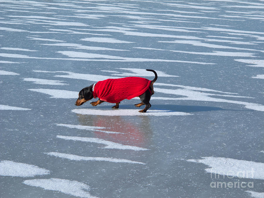 Walking on Ice Water Photograph by Ann Horn