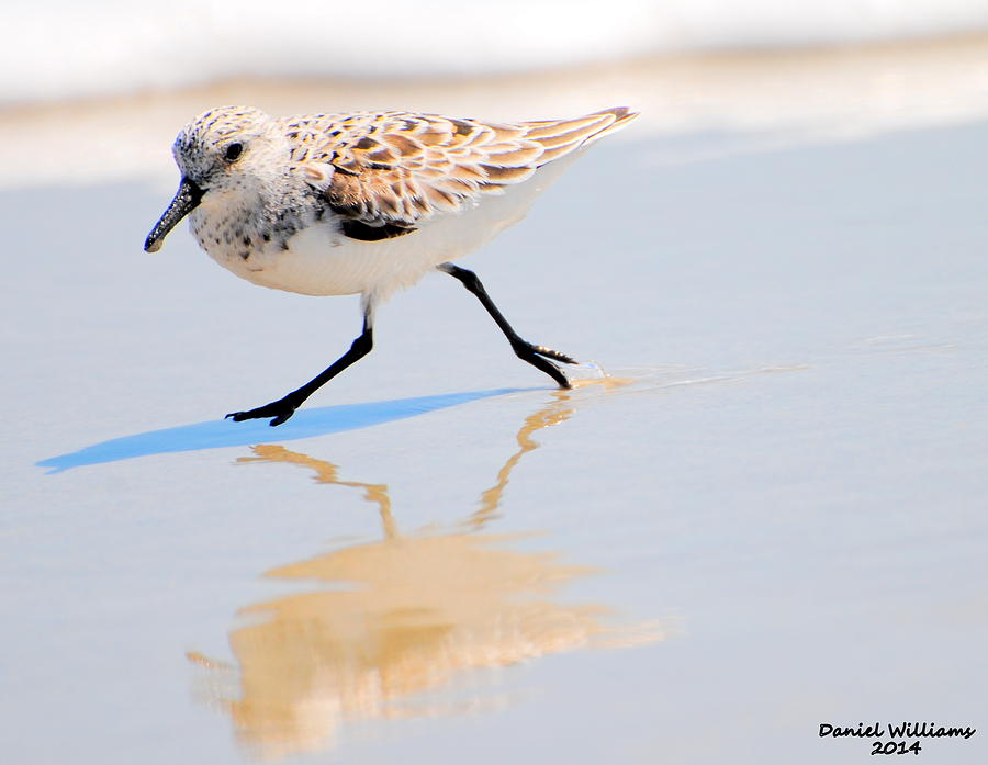 Walking Shorebird  Photograph by Dan Williams