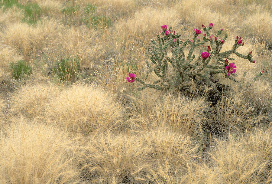 Walking-stick Cactus In Bloom Photograph by James Steinberg