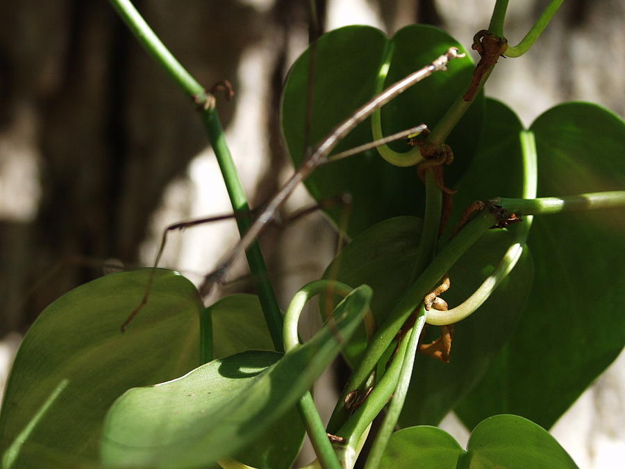 Walking Stick Ivy Photograph by Elizabeth Joslin - Fine Art America