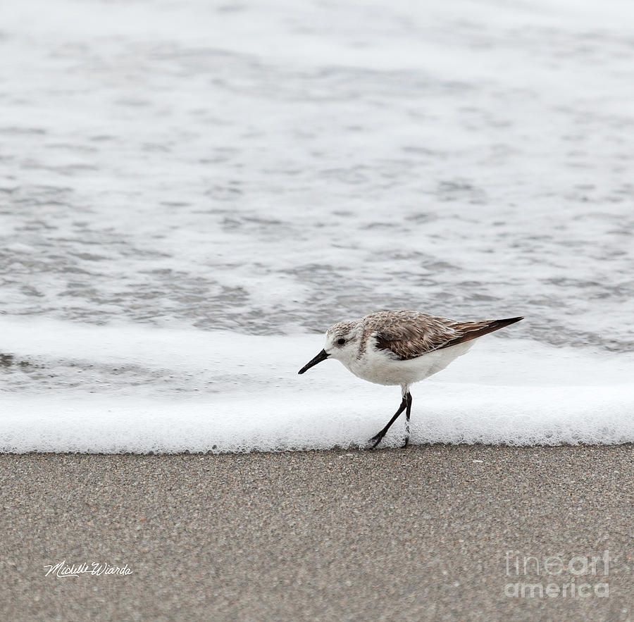 Nature Photograph - Walking the Beach by Michelle Constantine