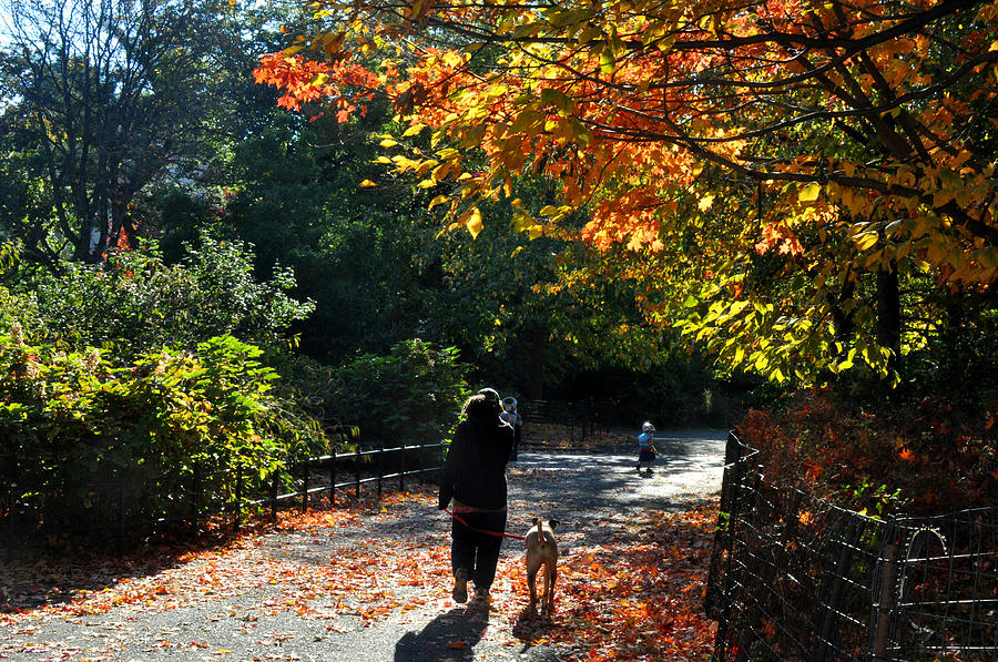 Walking the dog in Autumn Photograph by Diane Lent
