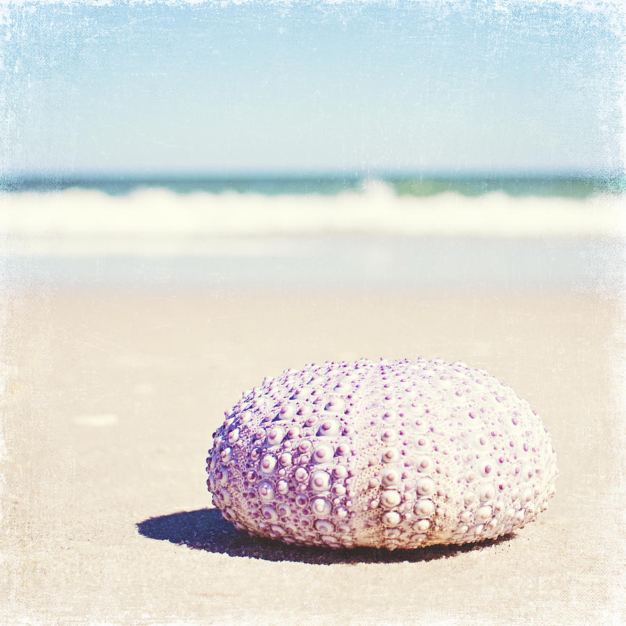 Summer Photograph - Walking the Shore - Seashell Beach Photography by Carolyn Cochrane