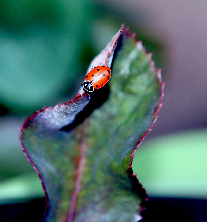 Ladybug Photograph - Walking The Thorny Edge by Her Arts Desire