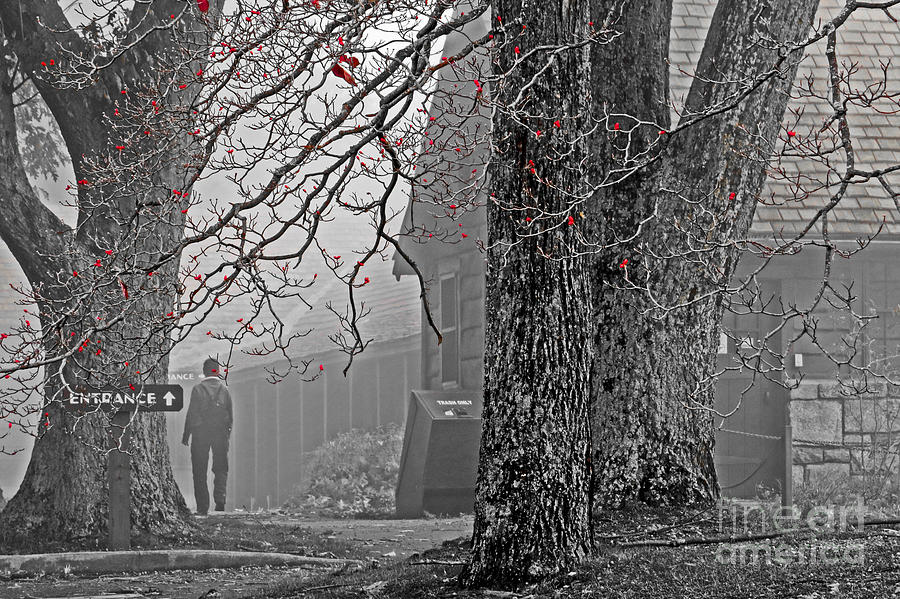 Tree Photograph - Walking Thru The Fog by Dawn Gari
