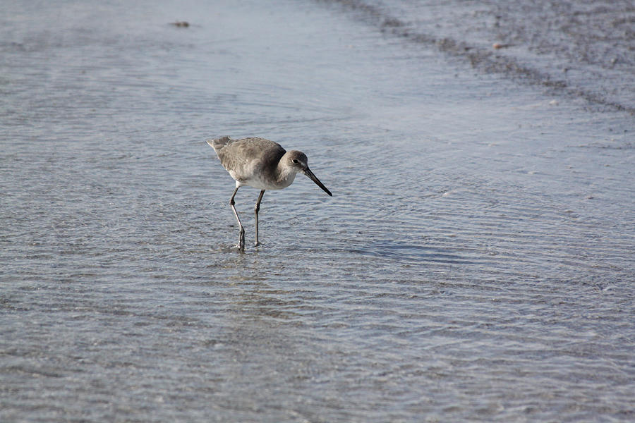 Walking Willet Photograph by Jean Macaluso