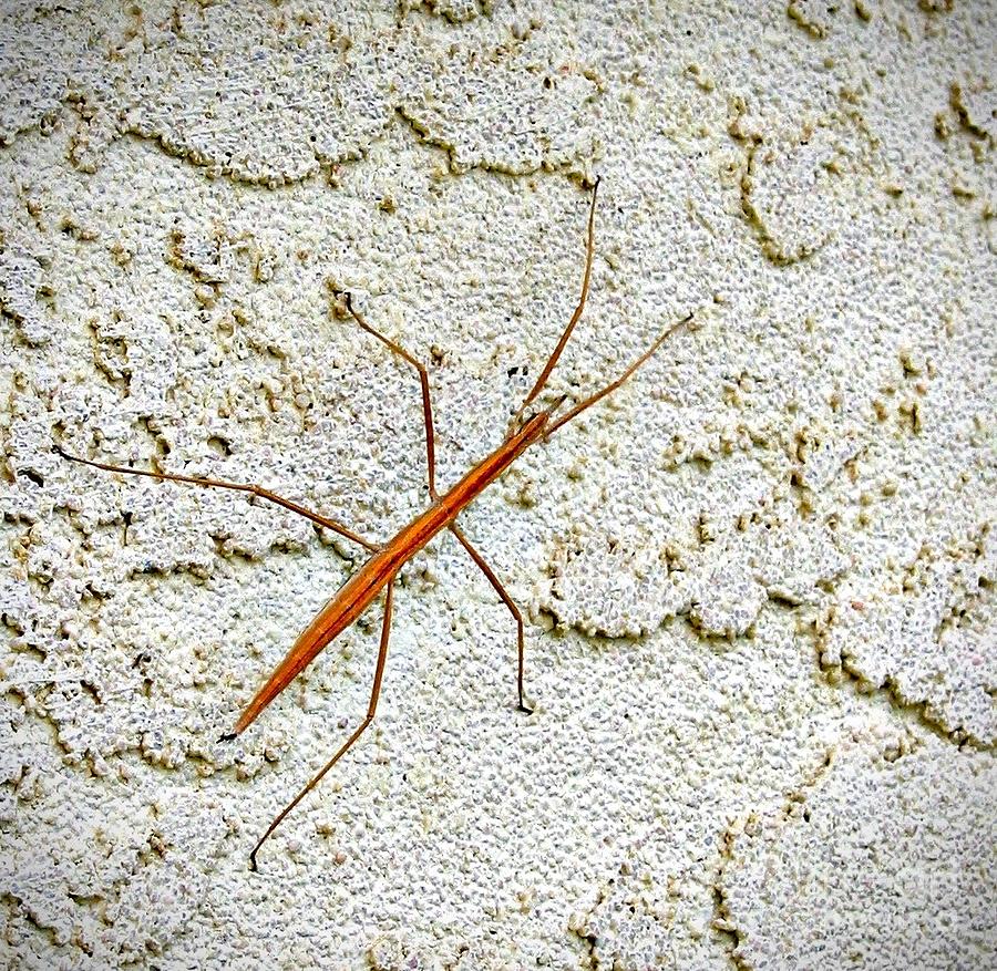 Insects Photograph - Walkinstick on Dry Desert Floor by Phyllis Kaltenbach