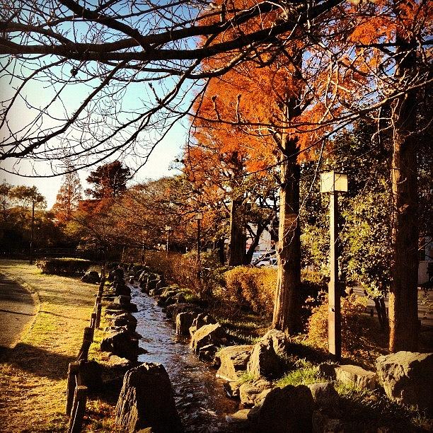 Fall Photograph - Walks In The Nearby by Saito Hironobu