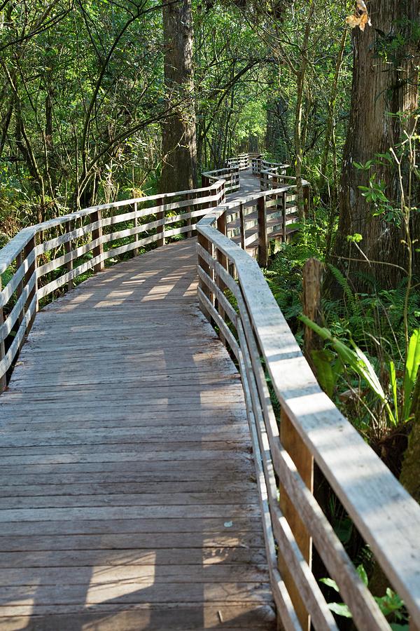 Nature Photograph - Walkway In A Nature Reserve by Jim West