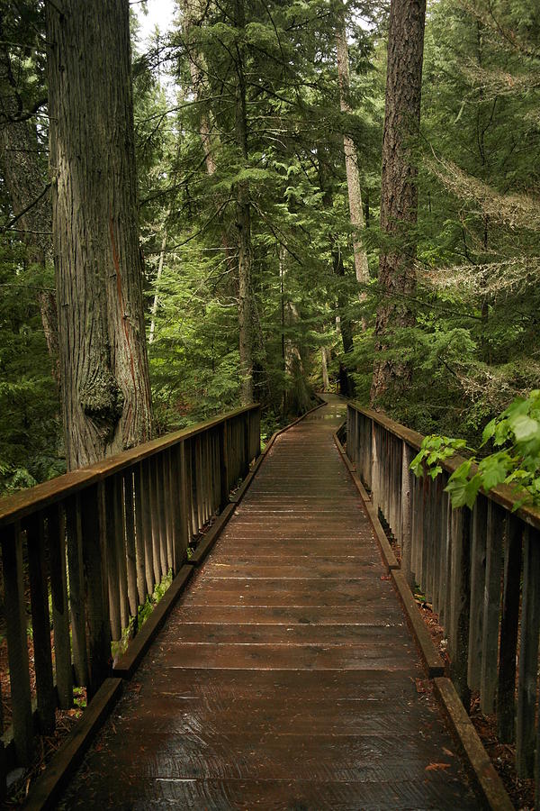 Walkway Into Paradise Photograph by Jeff Swan