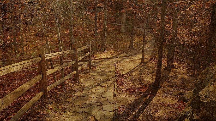 Walkway Through the Forest Photograph by Sandy Keeton