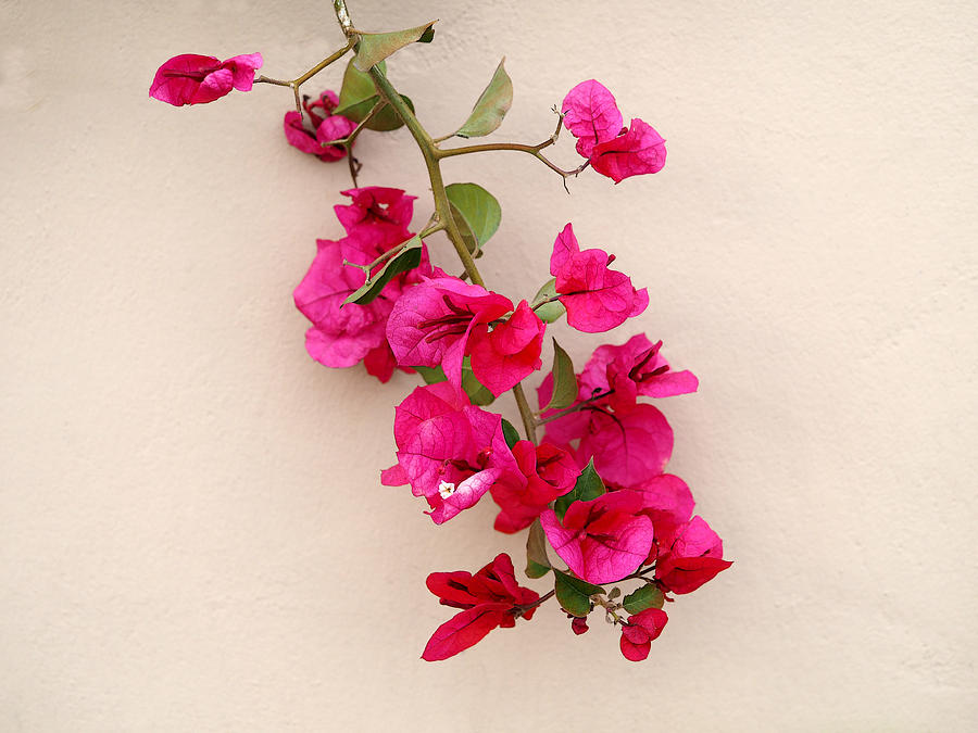 Wall Flower Photograph