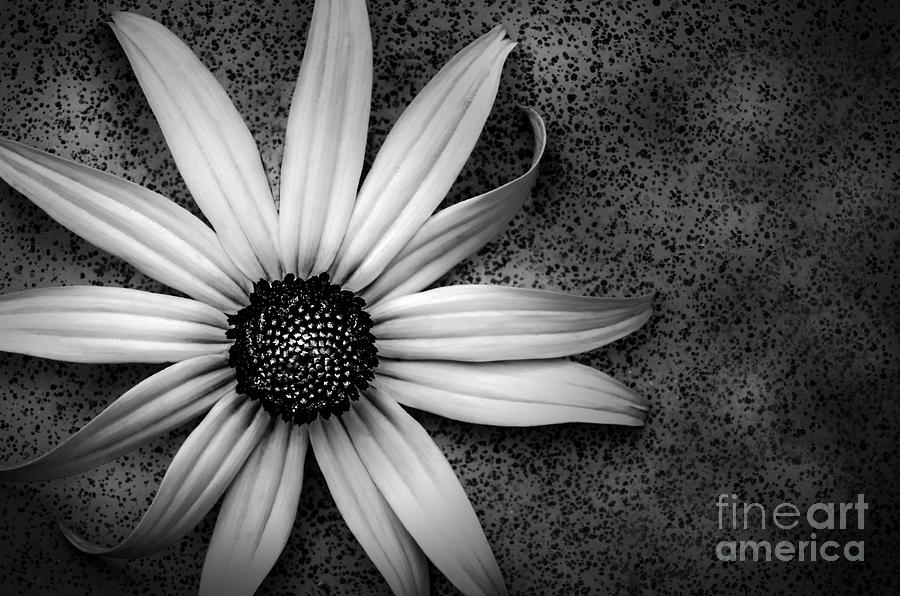 Wall Flower Photograph by Michael Arend
