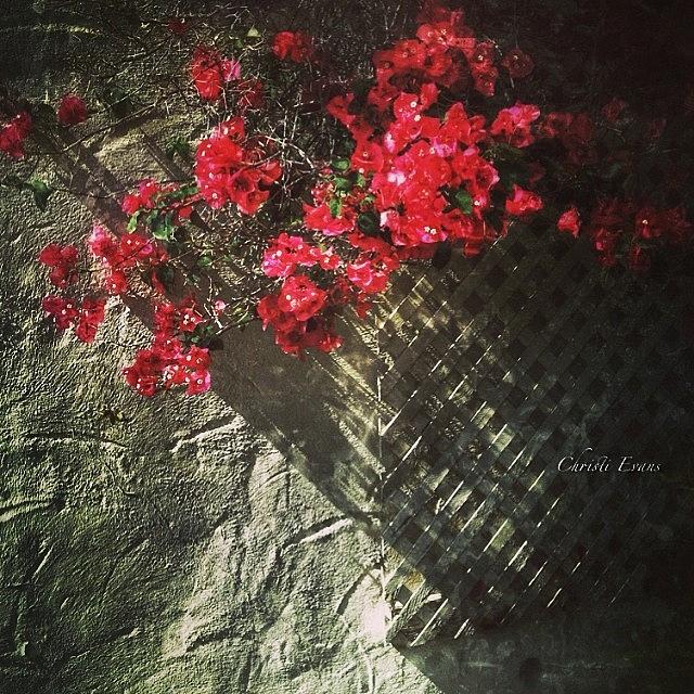 Spring Photograph - Wall Flowers by Christi Evans