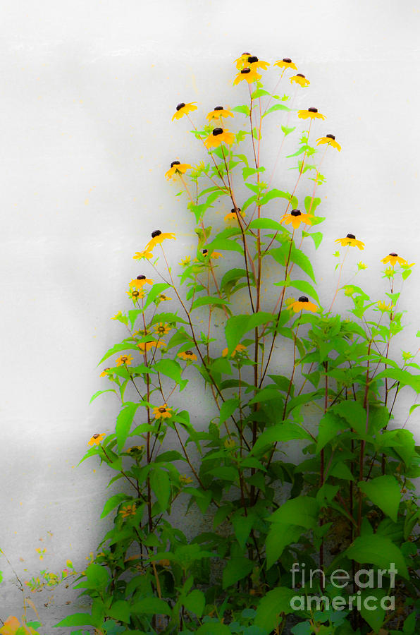 Wall Flowers Photograph by Michael Arend