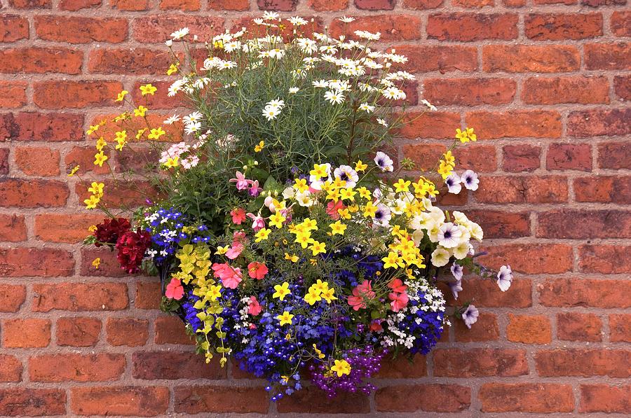 Wall Mounted Planter Photograph by Adrian Thomas/science Photo Library