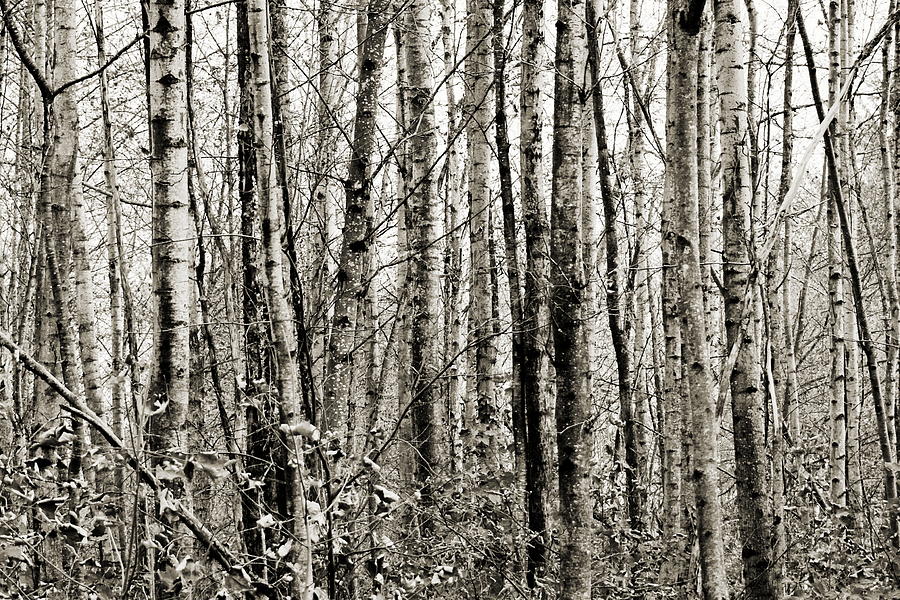 Nature Photograph - Wall of Alder by Nicki Bennett