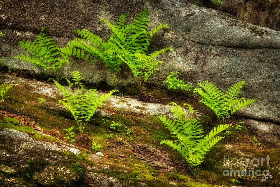 Ferns #1 Photograph by Alana Ranney