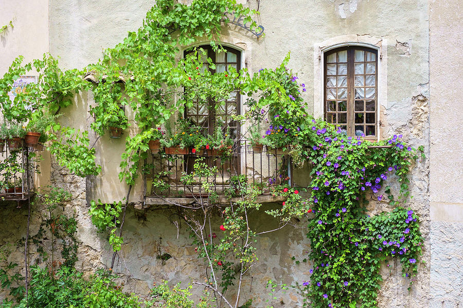 Wall Of House Covered In Climbing Vines Photograph by Jason Langley - Fine  Art America