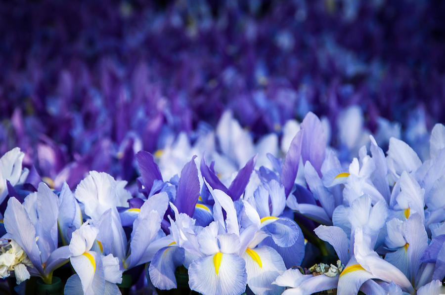 Wall Of Purple Iris Photograph