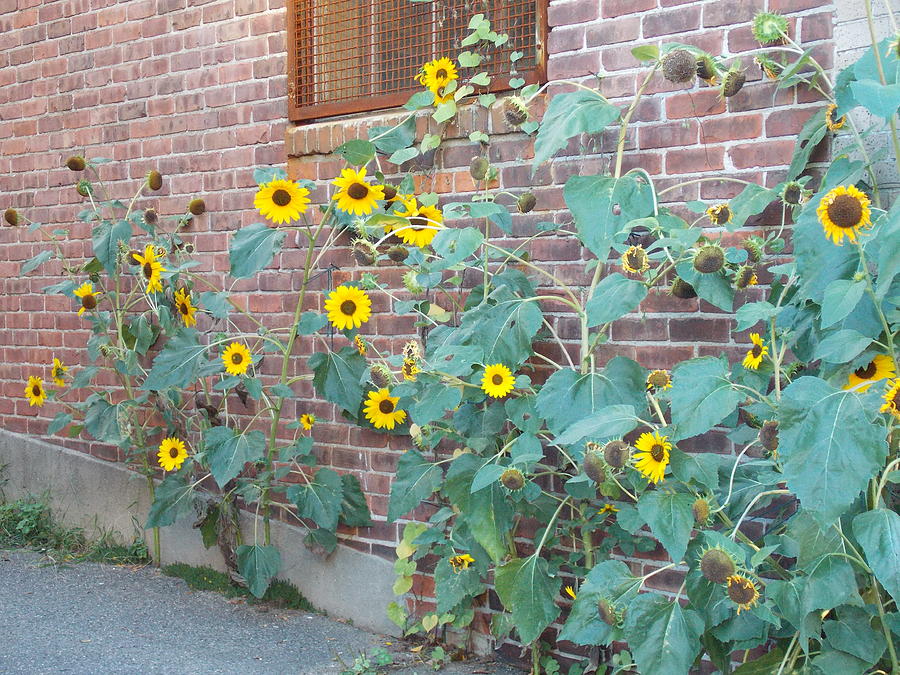 Wall of Sunflowers 1 Photograph by Nina Kindred