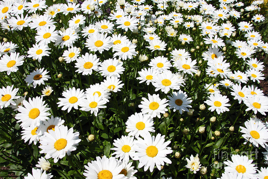 Daisy Photograph - Wall to Wall Daisies by Deborah Bowie