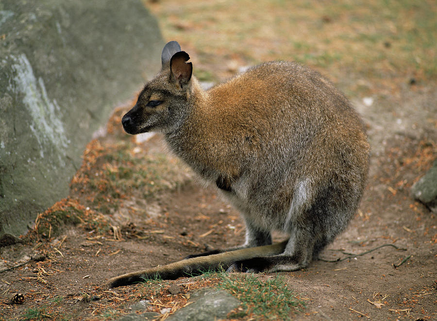 Wildlife Photograph - Wallaby by Bjorn Svensson/science Photo Library