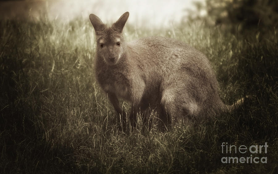 Wallaby Photograph by Elaine Manley