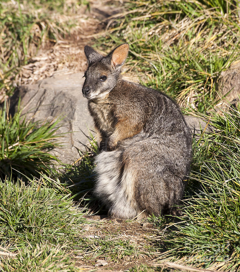 Wallaby Photograph by Steven Ralser