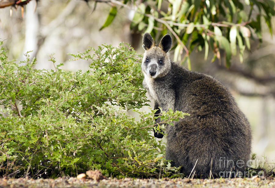 Wildlife Photograph - Wallaby by THP Creative