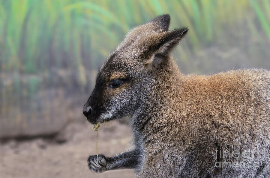 Wallaby with Flower Photograph by Elaine Manley